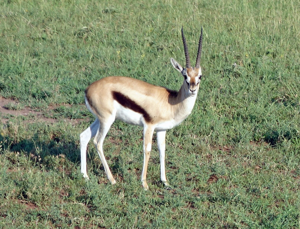 Thomson's Gazelle